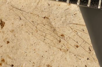 Media type: image;   Entomology PALE-3048